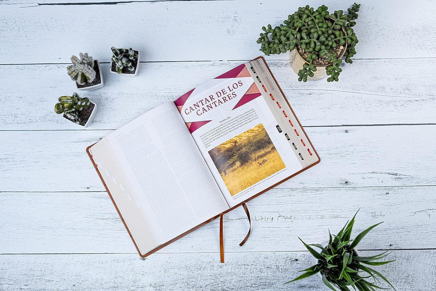 God Words – Study & Learn the Words of God | Bible Study Combo Set. Third view of the Bible from the God Words Combo Set – RVR 1960 Holman Study Bible in Spanish Christian Bible study combo for adults